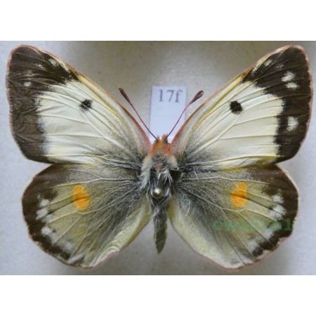 Colias croceus helice (Hübner, 1879) female Szlaczkoń sylwetnik Croatia17f